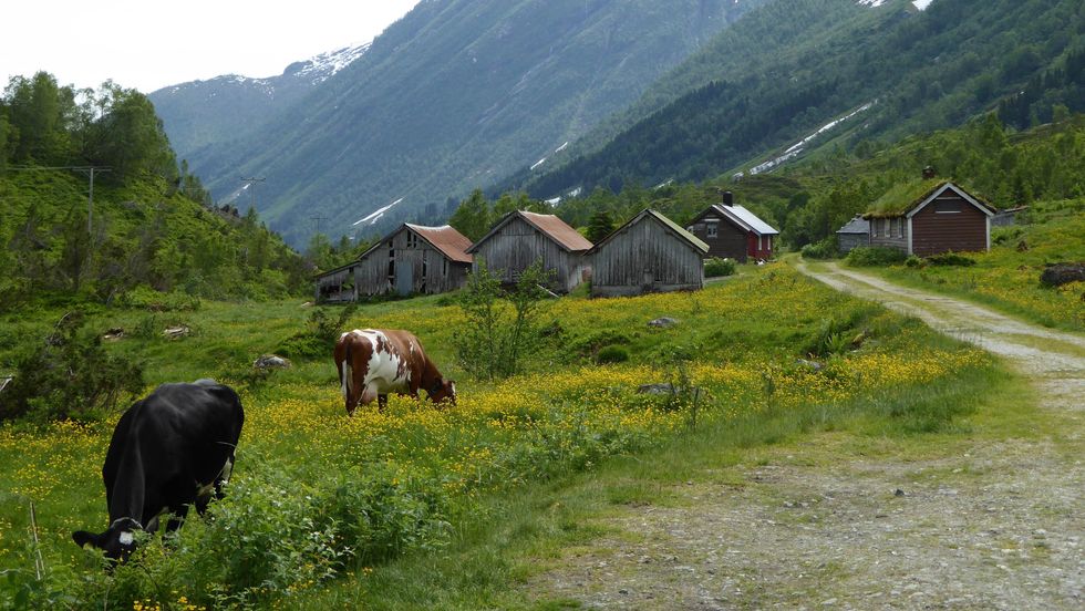 SATSING: Gulen kommune ønskjer å styrke landbruket i kommunen i åra framover.