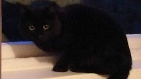 Katt funnen