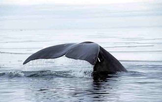 Grønlandshvalen kan bli 250 år gammel.