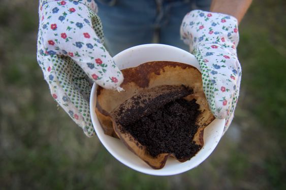 KAFFEGRUT: Alt kjøkkenavfall trenger ikke komposteres. Kaffegrut kan du grave rett ned i blomsterbedene, eller bland en tidel kaffegrut i jorden når du planter om krukkevekster.