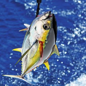 Gulfinnet tunfisk.