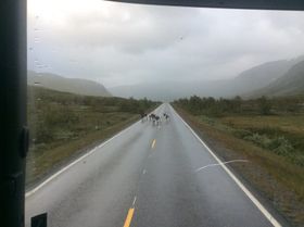 I VEGEN: Desse reinane skal ha kryssa frå villrein området og inn i tamreinområdet midt i juli.