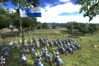 Medieval II: Total War