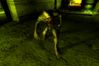 S.T.A.L.K.E.R: Shadow of Chernobyl