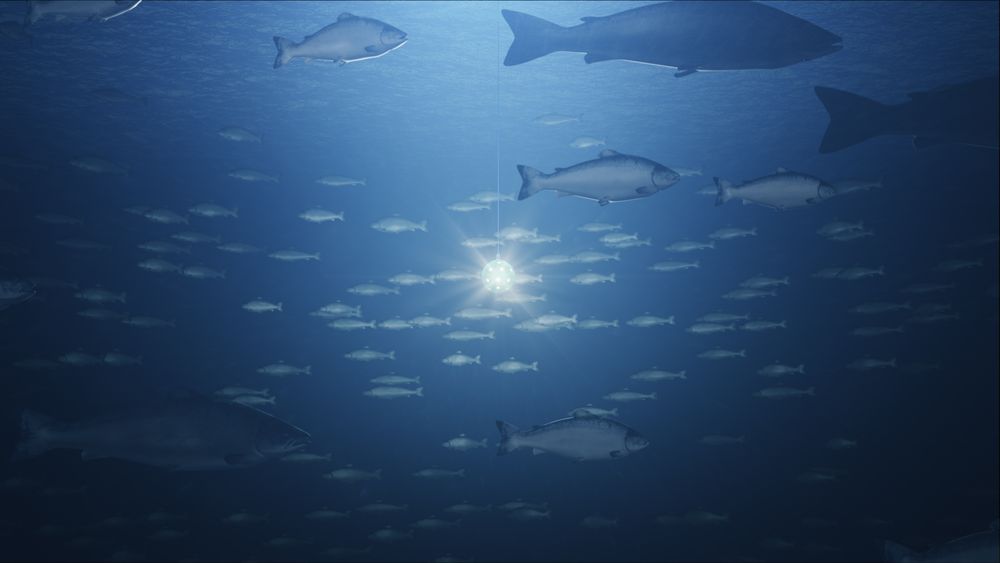 : Lyskula fra Sealab Ocean Group har fått navnet Omnisphere og kan levere hele 200 000 lumen. Foto: Sealab Ocean Group (montasje).