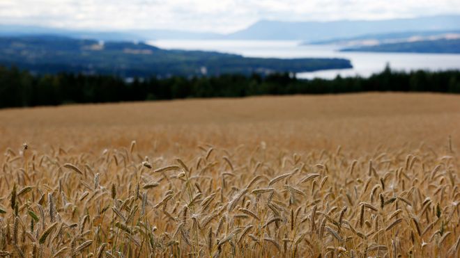 Kornåker ved Brumunddal i Ringsaker på Hedmarken. Mange vil tilbake til naturen og spise ren mat. Moderne landbruk leverer ikke naturlig mat per definisjon. Men det betyr ikke at produktene ikke er sunne.