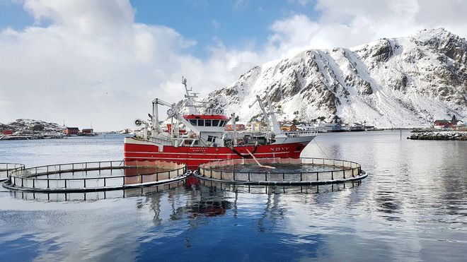 Kystbåten «Ballstadøy» losser levende torsk til merd på Ballstad i Lofoten.
