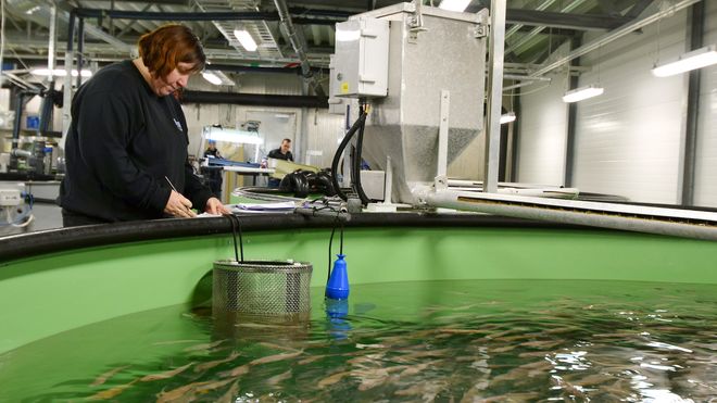 Begrenset: Røkting av settefisk ved Nofimas anlegg i Tromsø. Der produseres en svært begrenset mengde med settefisk av torsk i påvente av at kommersielle aktører vil starte produksjon.
