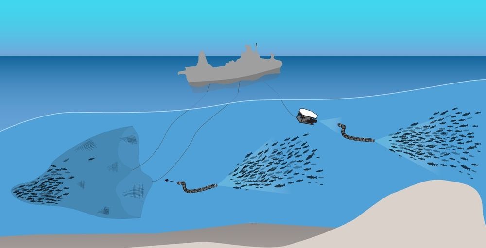 Sintef Ocean leder EU-prosjektet Smartfish. Det strekker seg over fire år og skal utvikle og teste smart teknologi for overvåking og selektering før og under fangst.
