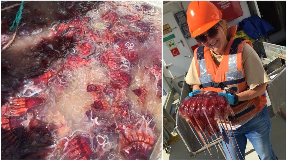 Racher Tiller i Sintef Ocean på manettokt i mai. Her samler de opp dyphavsmaneten Periphylla periphylla, også kjent som kronemanet, som i flere år har fylt opp garn og ødelagt for fiskere.