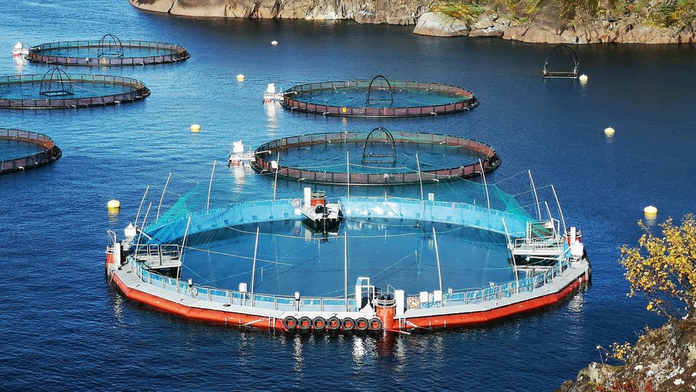I forrige uke ble smolt satt ut i Cermaqs lukkede merd i Horsvåg i Nordland.