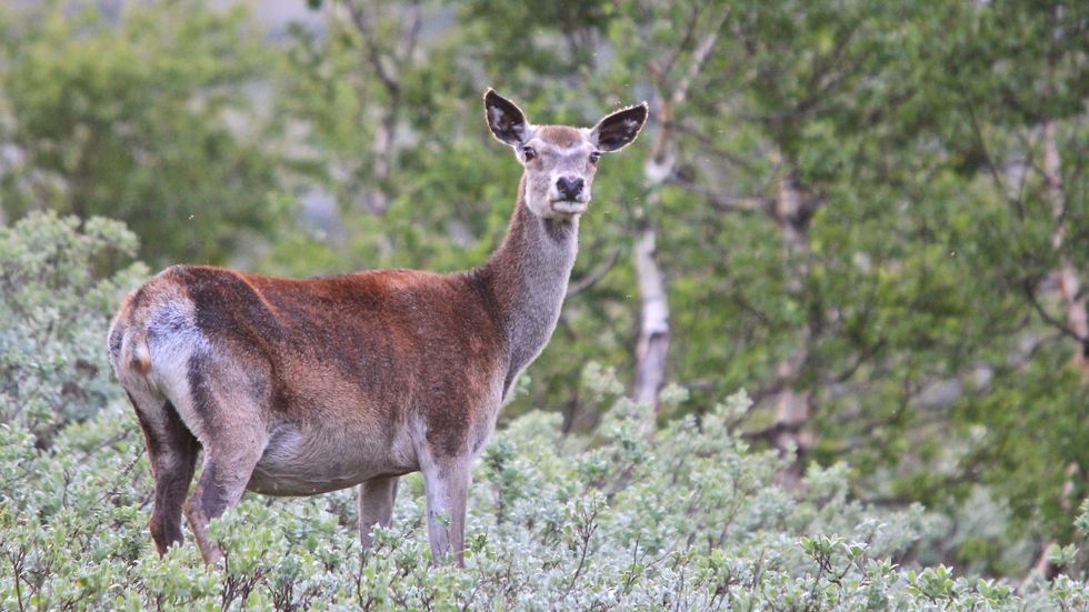 SOMMARFERIE: Ei merka kolle frå Naddvik i Årdal tok seg ein lang vandretur til Valdres. No er ho komen att. (Illustrasjonsfoto).