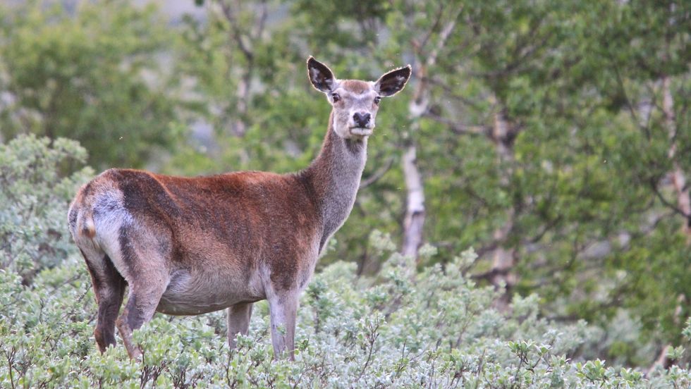 SOMMARFERIE: Ei merka kolle frå Naddvik i Årdal tok seg ein lang vandretur til Valdres. No er ho komen att. (Illustrasjonsfoto).