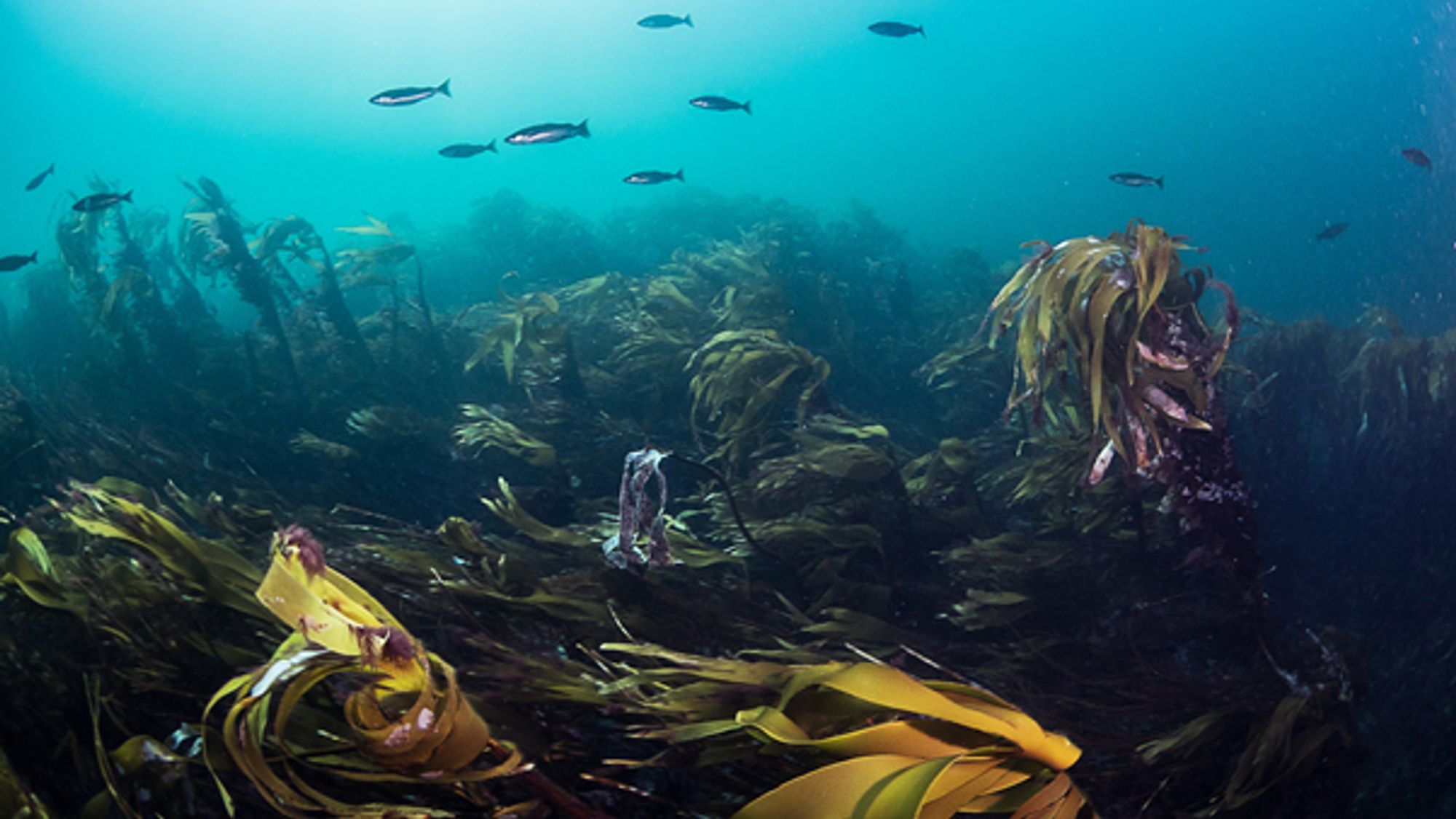 Forskere kartlegger tareskogen langs kysten for å finne ut hvor mye tare som fins. Foto: Jonas Thormar/Havforskningsinstituttet.