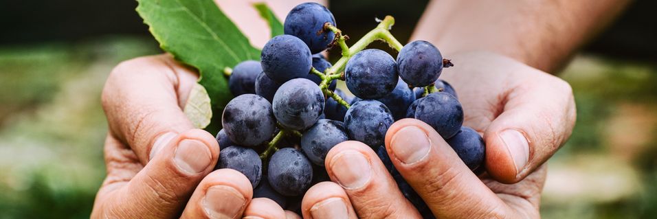 Lær deg å smake forskjell på vin fra ulike land og verdensdeler