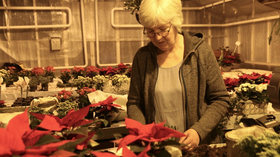 TRAVELT: Desember er ein travel månad for dei tilsette på Lærdal og Amble Gartneri, men det tykkjer dagleg leiar Berit Vangen er kjekt.