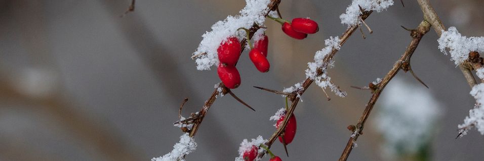 Har du slike i hagen, har du en av årets mest trendy ingredienser