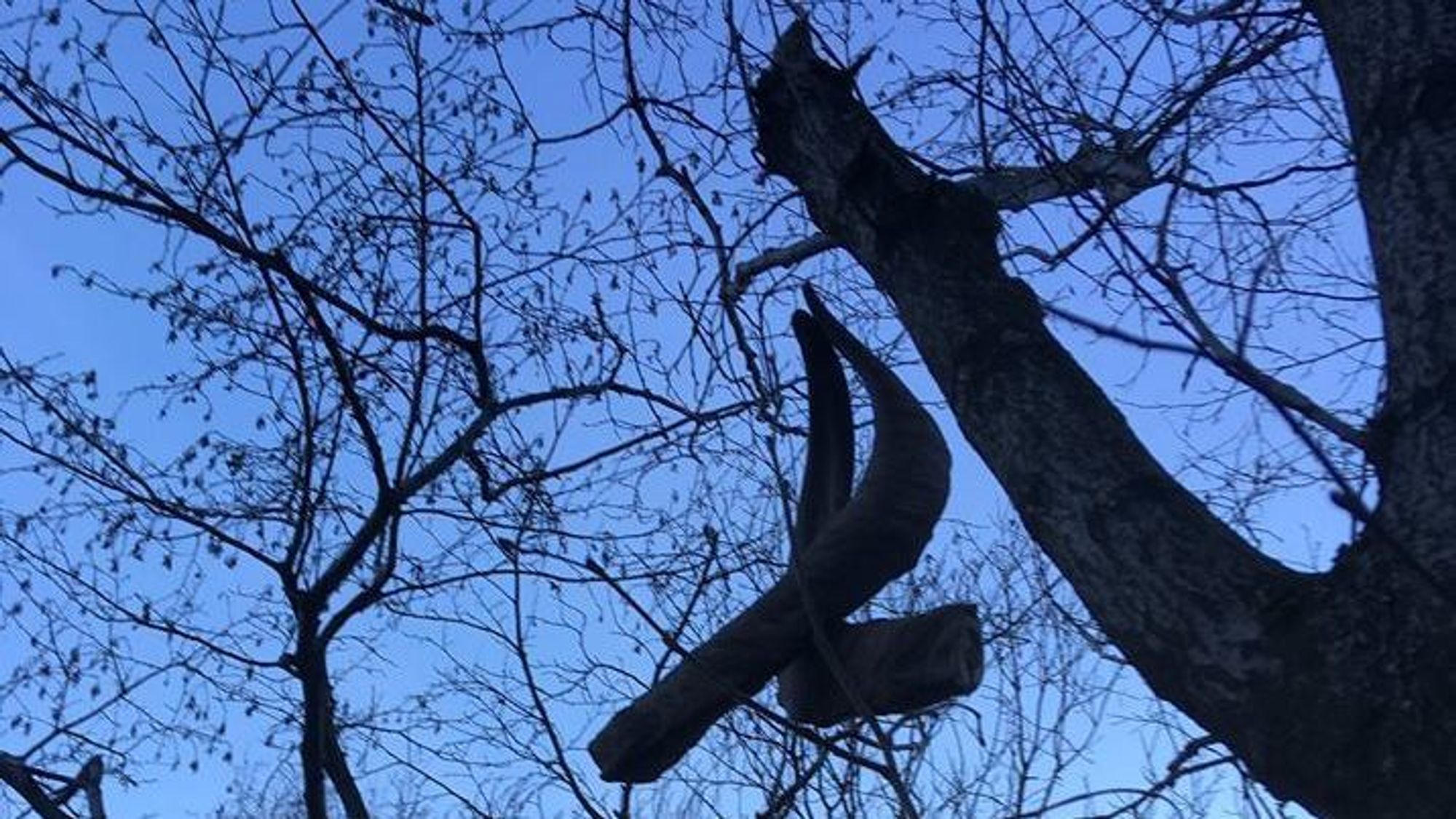 HANG GODT: Her hang bukkehorna godt fast i ei stålstreng.