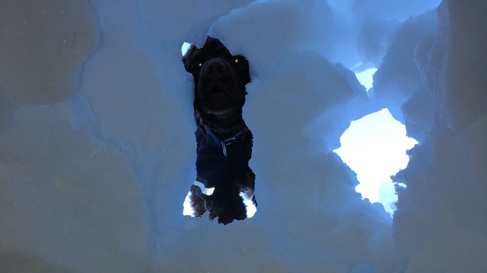 NYTTIG REISKAP: Hunden Månsen fekk i helga for første gong testa korleis det er å grava fram ein person frå snøen. Med si skarpe nase kan hundar vera til uvurderleg hjelp om ulukka skulle vera ute. Men først krevst det fleire år med trening.