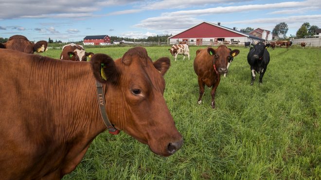 – Utslipp fra landbruket er langt mindre enn offisielle tall tilsier