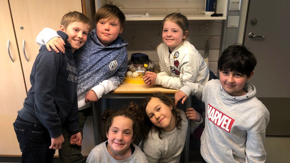 PÅSKEKLARE: Marcus Stuppelshaug, Didrik Hauge, Agnes Wiese, Konstanty Defanski, Sofia Rebni Bjørg, og Josefine Bolstad i 3. klasse saman med påskekyllingane som akkurat har klekt.