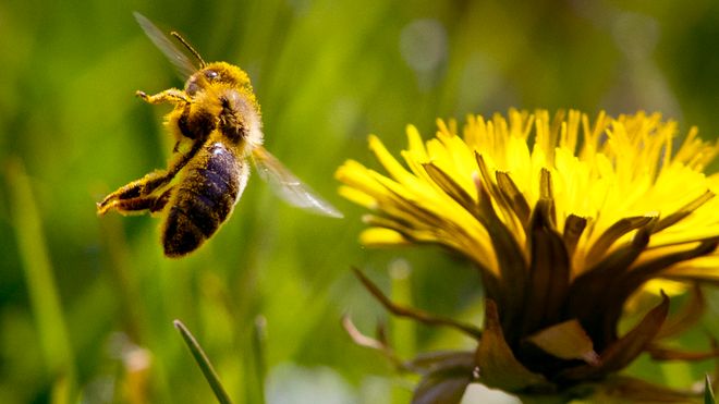 Forsker: Tap av natur like stor trussel som klimaendringene