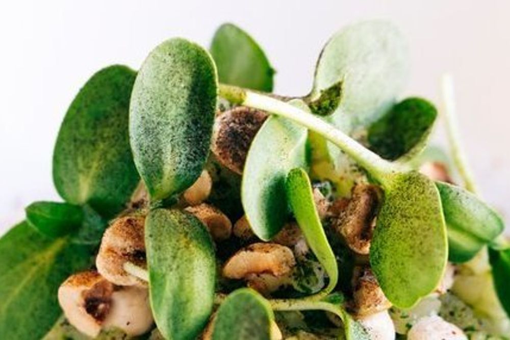 Winemakers Dinner: Start sommerkosen med en eksklusiv riesling-middag på Topphem