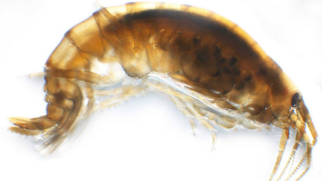 Denne reka kan være fremtidens nøkkel for å gi verden nok omega-3