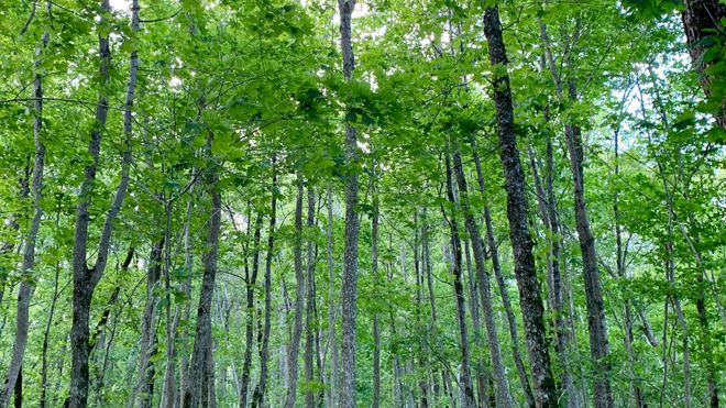 Rapport: Verneverdig skog hogges, uinteressant skog får stå