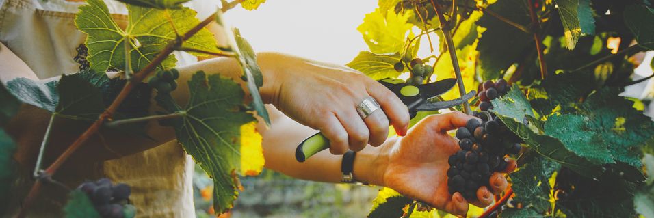 Smak 10 fantastiske økologiske, biodynamiske og naturviner med Mai Tjemsland Master of Wine
