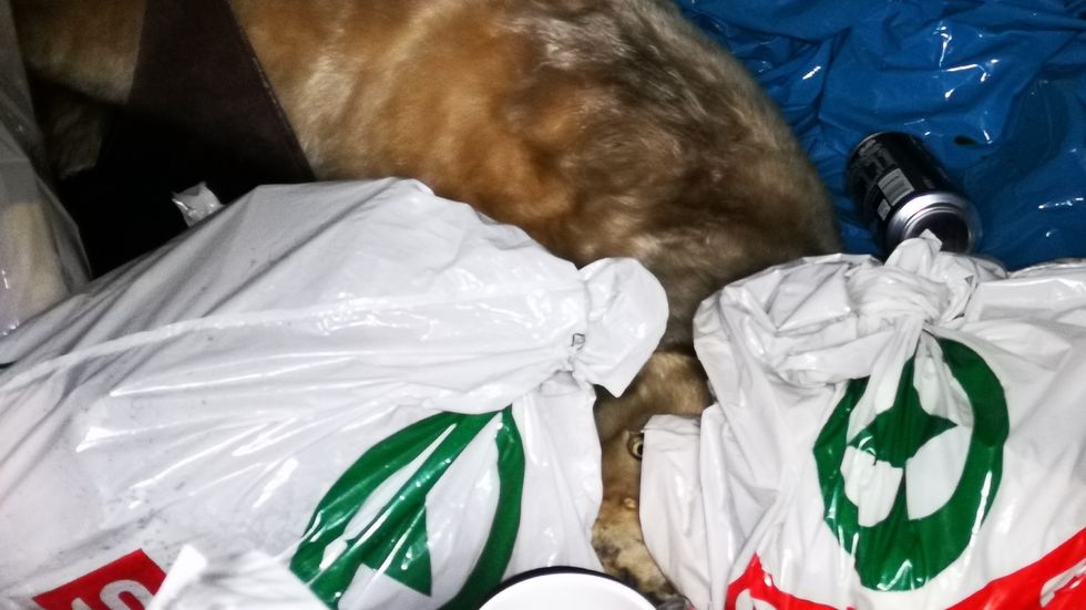 HJARTERÅTT: Slik vart hunden funnen, mellom plastposar og søppel. Dumpinga er meld til politiet.