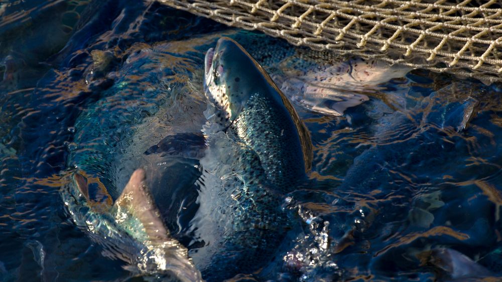 Sintef tror det er mulig å hente større verdier fra fiskeblod.
