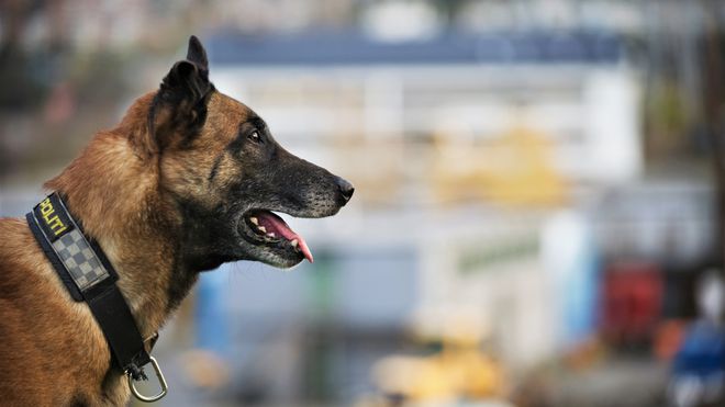 Hundesykdommen: – Vi er litt mer restriktive i bruken av politihunder