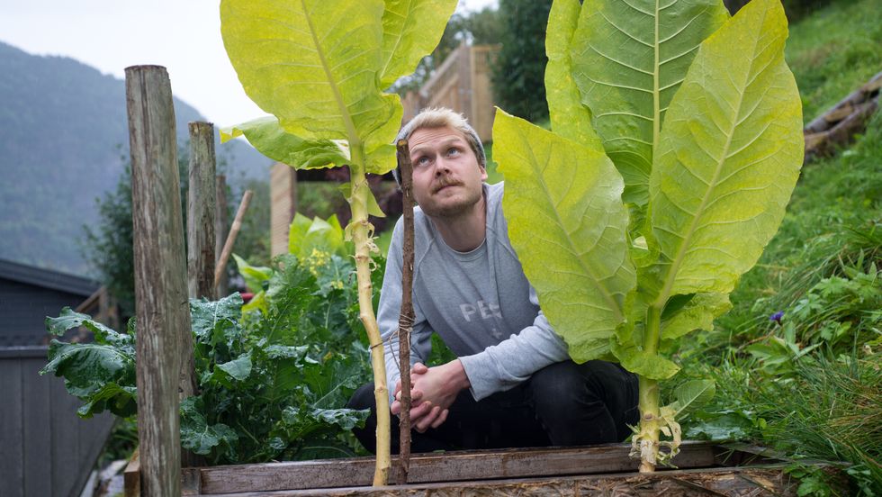 GRØDERIK HAUST: Tobakksplantene ser ut til å trivast i hagen til Torbjørn Selseng.