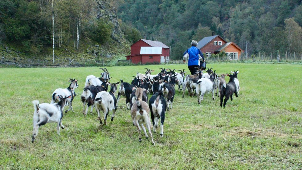 FØLGER PÅ: Anne Listou spring mot den usynlege grensa som geitene får støt av å kryssa. Når dyra høyrer pipinga frå klaven dei har rundt halsen stoppar dei.