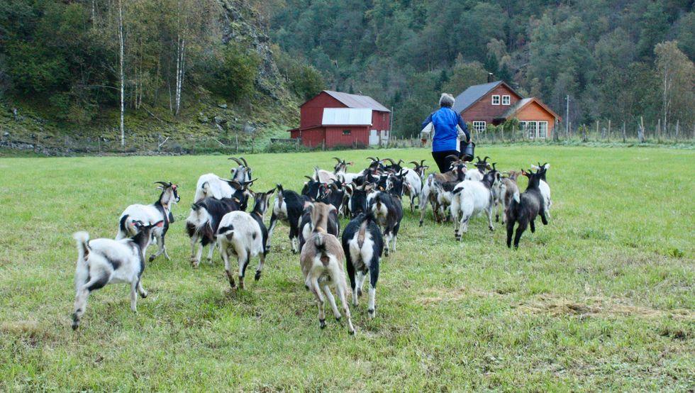 FØLGER PÅ: Anne Listou spring mot den usynlege grensa som geitene får støt av å kryssa. Når dyra høyrer pipinga frå klaven dei har rundt halsen stoppar dei.