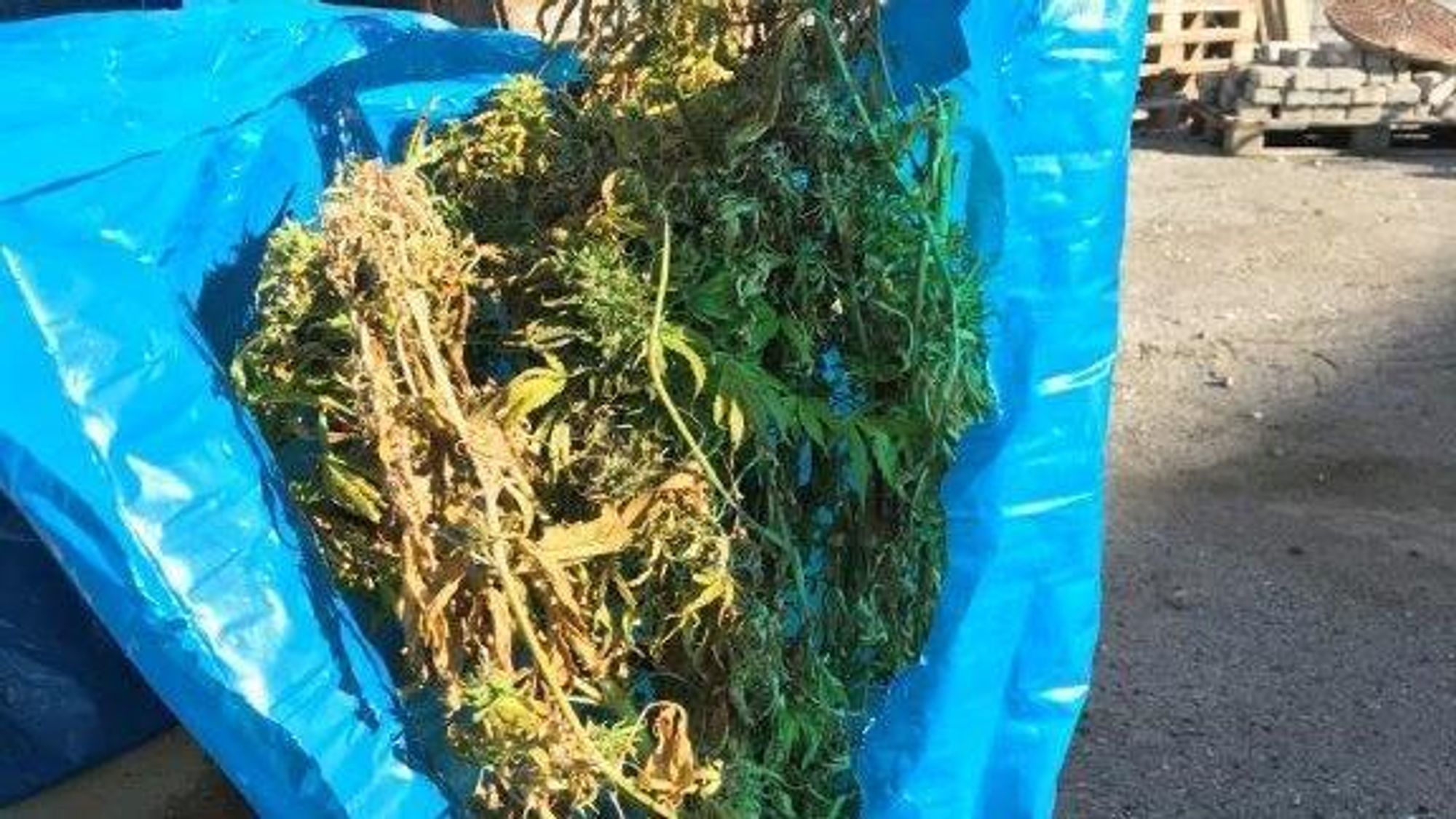 OVERRASKANDE FUNN: I skogen i Sogndal kom hjortejegarar over ein skuff der det var planta fleire hasjplantar.
