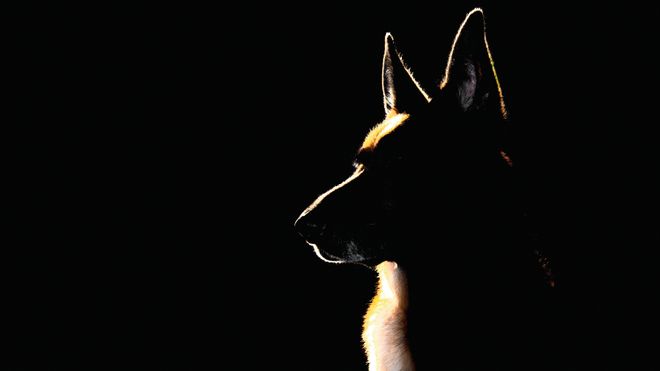 Politiet kjøpte hund av narkodømt – Noen dager senere bet den en tiåring
