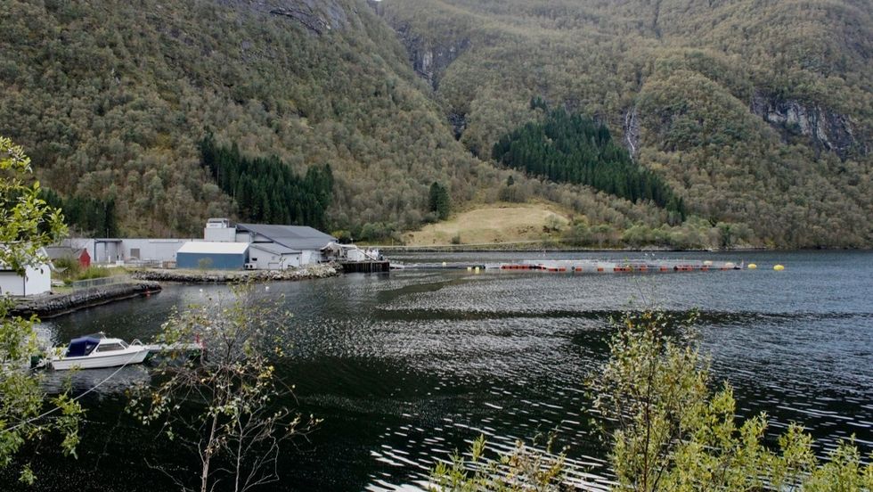 GJENFANGST: Slakteriet Brekke AS set no i gang organisert gjenfangst i Høyanger for å få opp fleire av laksane som rømde frå anlegget i midten av september.