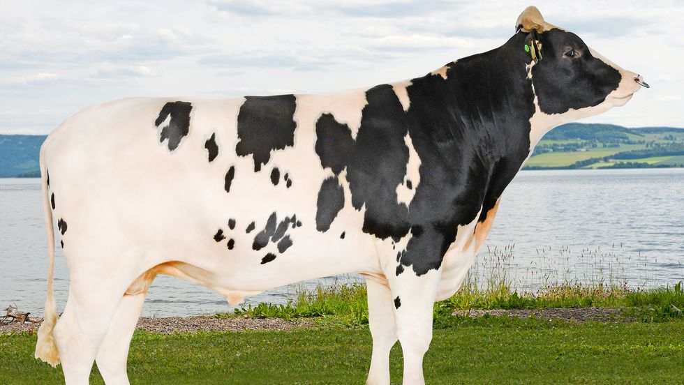 AVKOM: Oksen frå Eivindvik får mange avkom rundt om i landet i åra framover etter å ha komme i oksekatalogen til Geno.