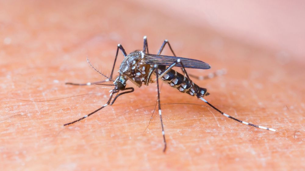 Tre personer er smittet av Zika-virus i Frankrike. Foreløpig er det ingen grunn til panikk, sier dansk virusforsker.