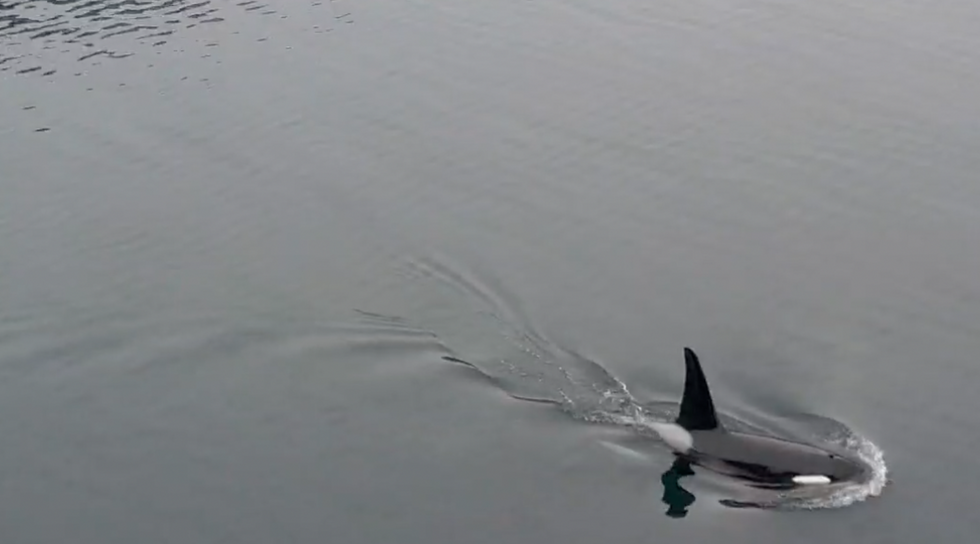 UVENTA GJESTAR: Torsdag dukka det opp kring seks spekkhoggarar i Lustrafjorden.