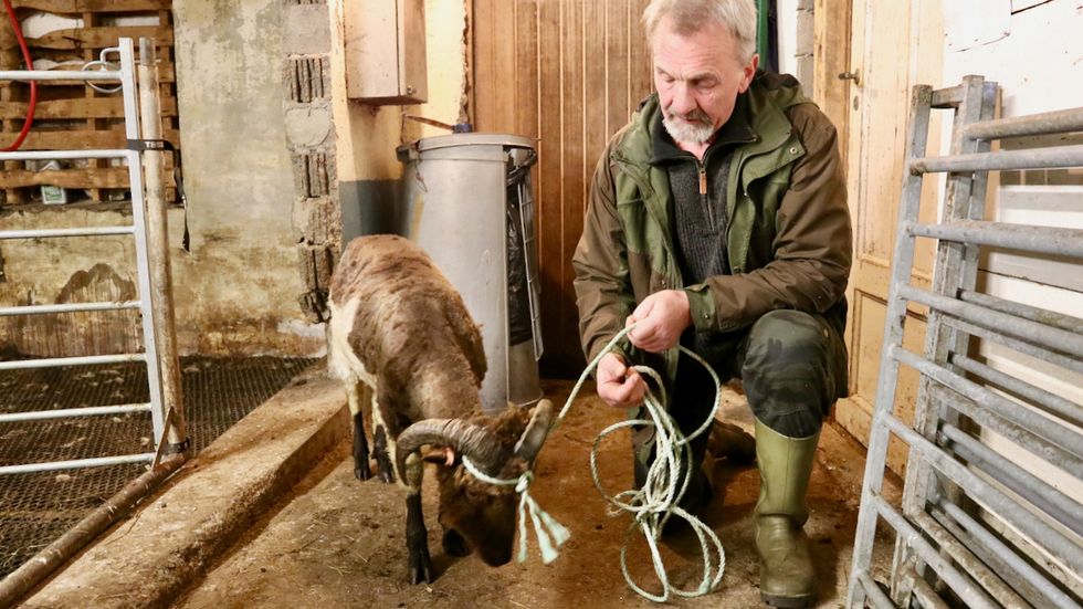 Lammet har truleg gått seg vill, eller kome bort frå dei andre i flokken. Her i lag med bonden Leif Brekken.