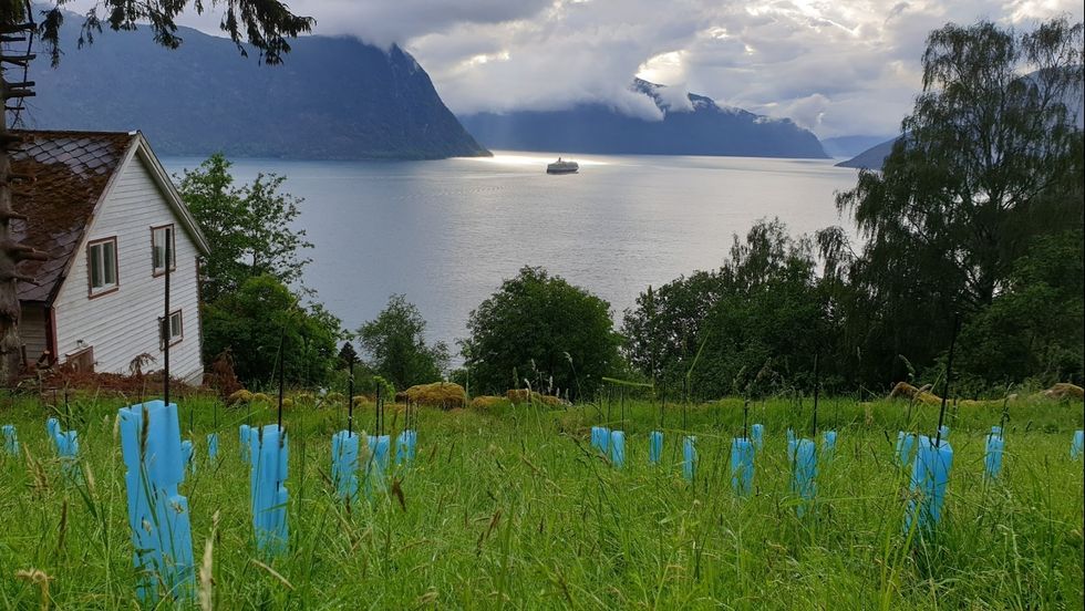 REALISERER DRAUM: På Frønningen ved Sognefjorden realiserer Vilhelm Rumohr og Szuszanna Barna draumen om ein eigen vingard.