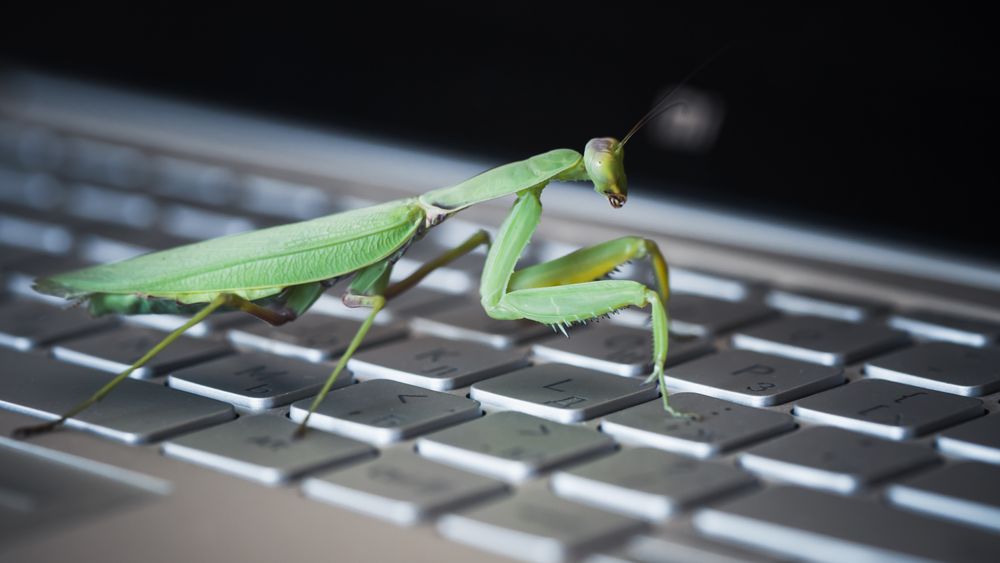 Insekter som metafor for programvarefeil ble angivelig innført av datapioneren Grace Hopper etter at noen møll hadde skapt problemer for en elektromekanisk datamaskin hun brukte i 1946.