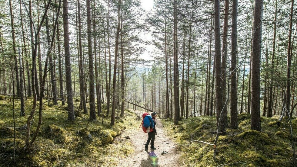 SKOGSTUR: Vekas foto er teke av Lisbeth Bringebøen på Kaupanger.
