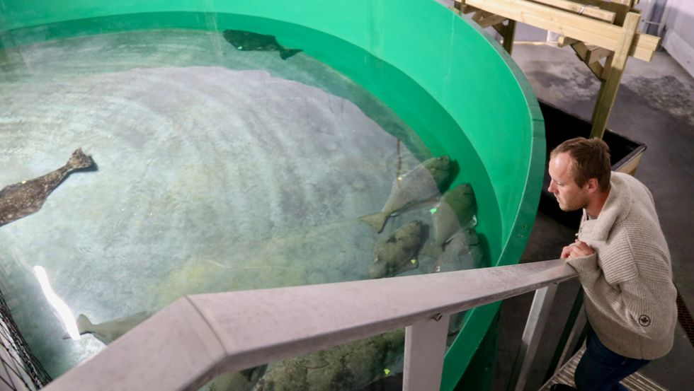 STAMFISK: Desse kveitene vart henta frå Bodø i februar og vert viktig stamfisk for Sogn Aqua Juveniles framover. Driftsleiar Sigbjørn Vorren Hjetland ser at alt står bra til med dei.