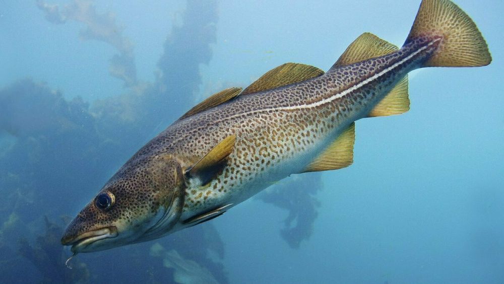Torsk er en av fiskeartene som forskningsgruppe Bunnfisk ved Havforskningsintituttet forsker på.