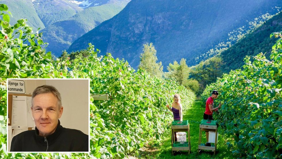 VANSKELEG: Dagleg leiar i Lærdal Grønt, Knut Rune Bøe, seier bringebærsesongen har vore vanskeleg for produsentane i Lærdal i år.