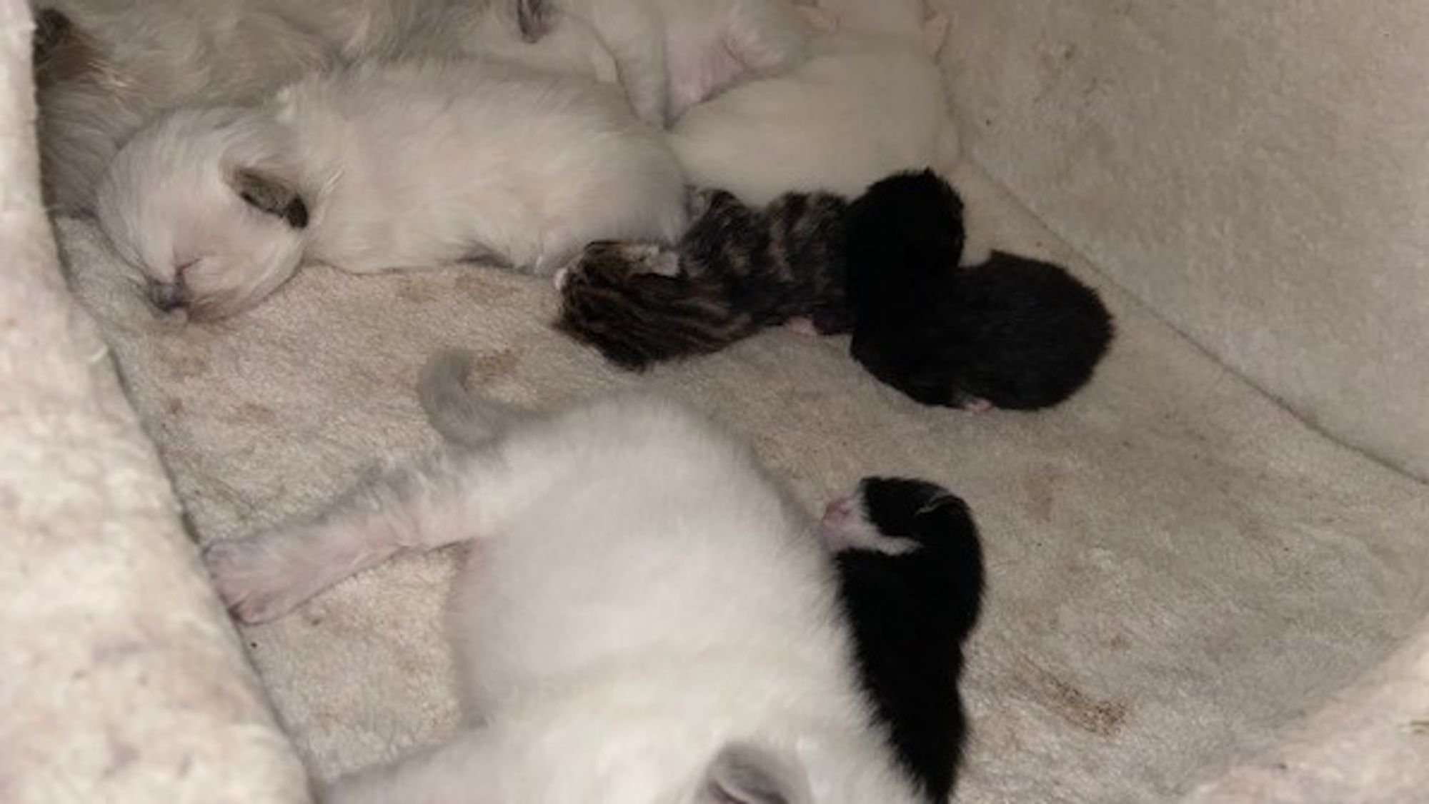 HEIM: I ein flokk på fem kattungar, har kattungane funne seg til rette.